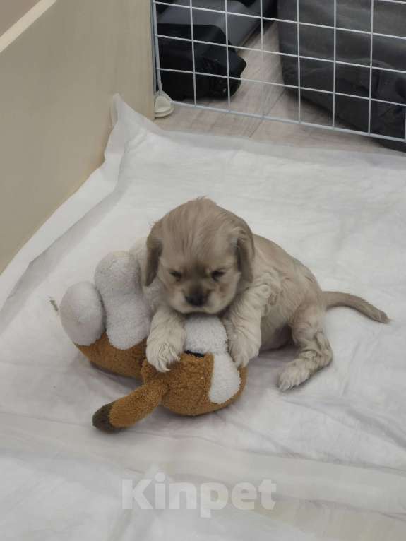 Собаки в Тюмени: Американский кокер спаниель щенок. Мерлин Монро девочка, ласковая, палевого окраса Девочка, 40 000 руб. - фото 2