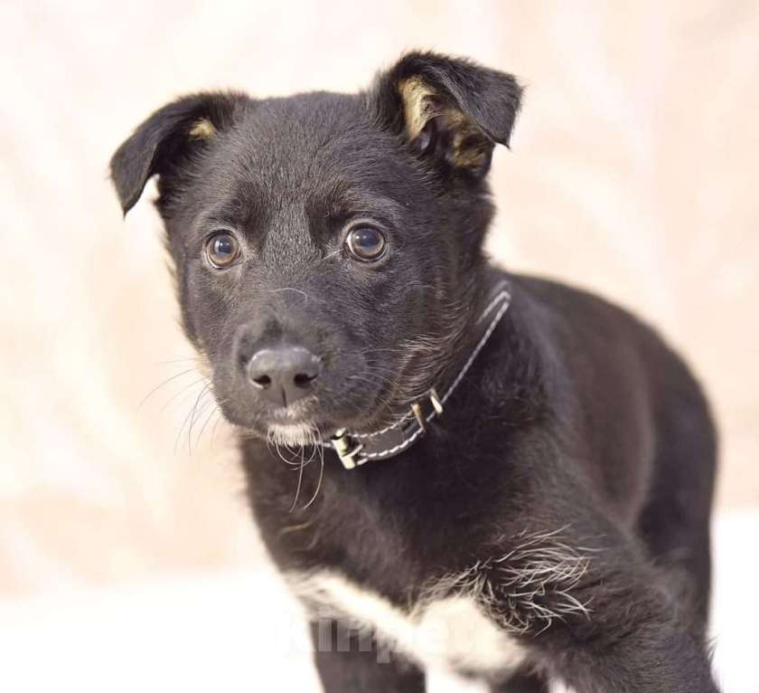 Собаки в Москве: Мила -  бабочка в ваш дом  Девочка, Бесплатно - фото 8