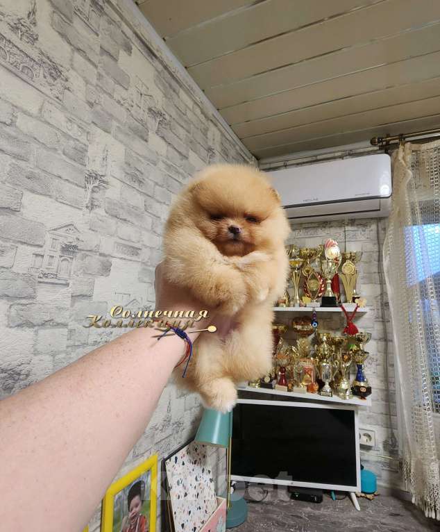 Собаки в Москве: Девочка померанского шпица из племенного питомника Ркф Девочка, Бесплатно - фото 3