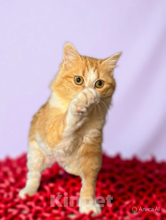 Кошки в Санкт-Петербурге: Ласковый котенок Девочка, Бесплатно - фото 4
