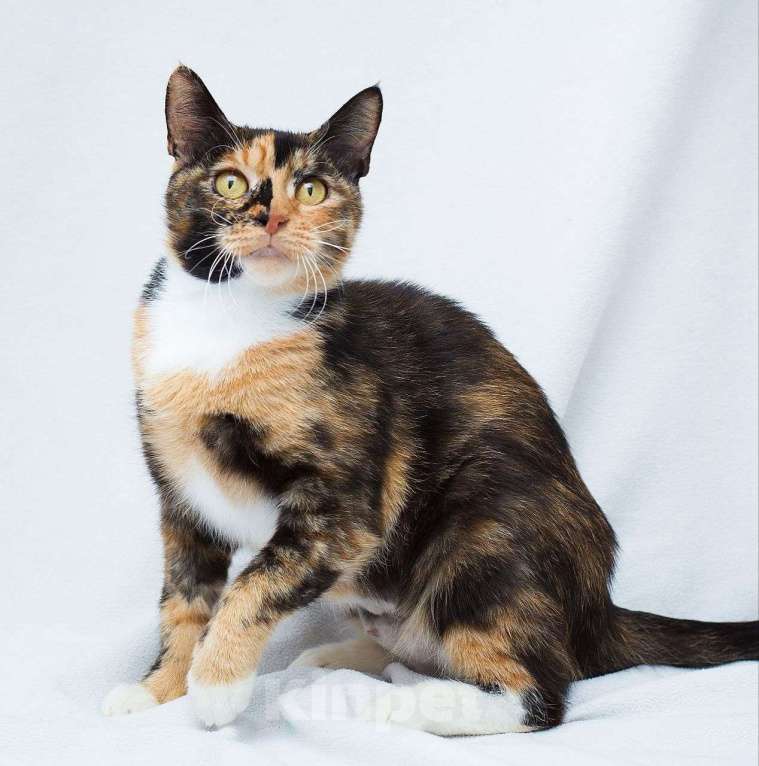 Кошки в Москве: Трехцветную кошечку кто-то выкинул в лес 🆘️ Срочный поиск дома Девочка, Бесплатно - фото 5