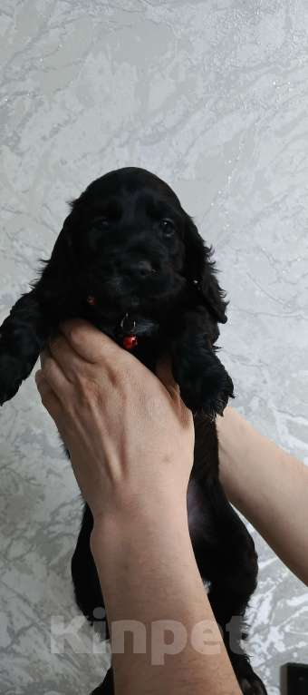 Собаки в других городах Башкортостана: Продаётся Девочка, 20 000 руб. - фото 3