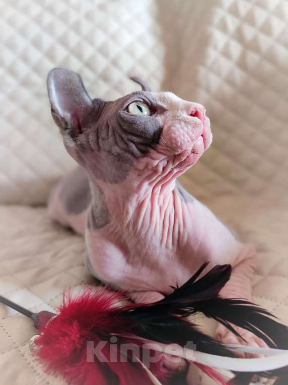 Кошки в других городах Краснодарского края: Эльф, канадский сфинкс, подросток  Мальчик, 30 000 руб. - фото 2