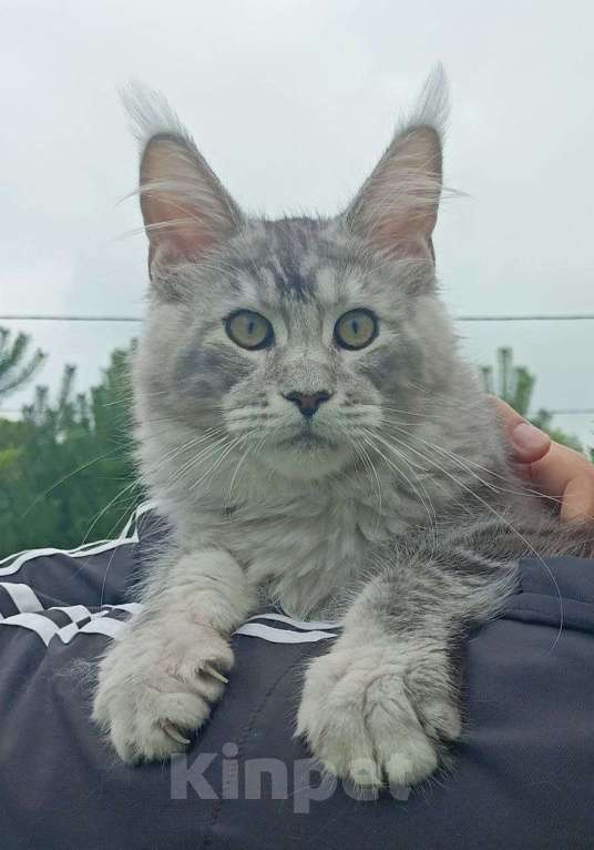 Кошки в Москве: Котенок породы мейн-кун  Мальчик, 90 000 руб. - фото 2