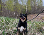 Собаки в Москве: Отдам собаку Мальчик, 200 руб. - фото 6