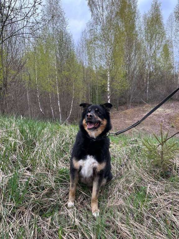 Собаки в Москве: Отдам собаку Мальчик, 200 руб. - фото 6