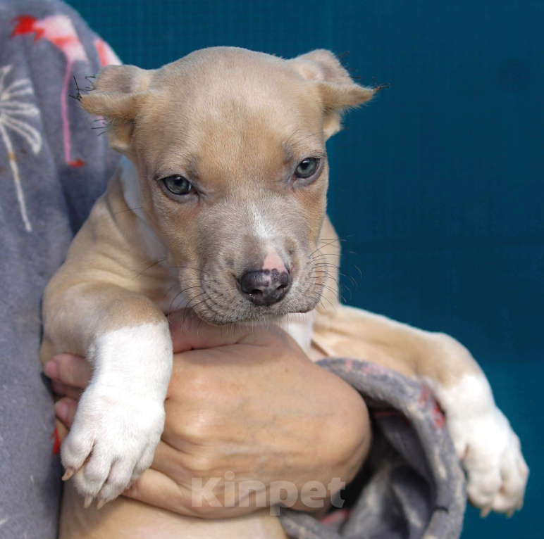 Собаки в Санкт-Петербурге: Щенок Прайтер Мальчик, 60 000 руб. - фото 2