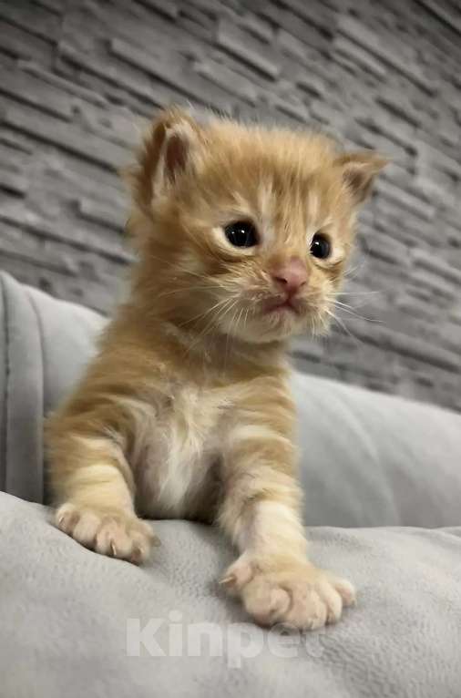 Кошки в Новосибирске: Котенок мейн-кун девочка Девочка, 15 000 руб. - фото 2