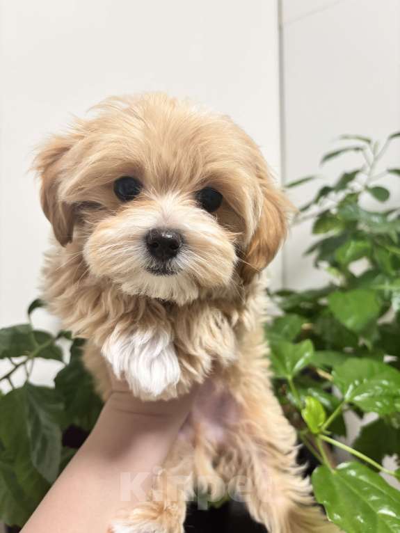Собаки в Мытищах: Мальтипуf1 Мальчик, 100 000 руб. - фото 4