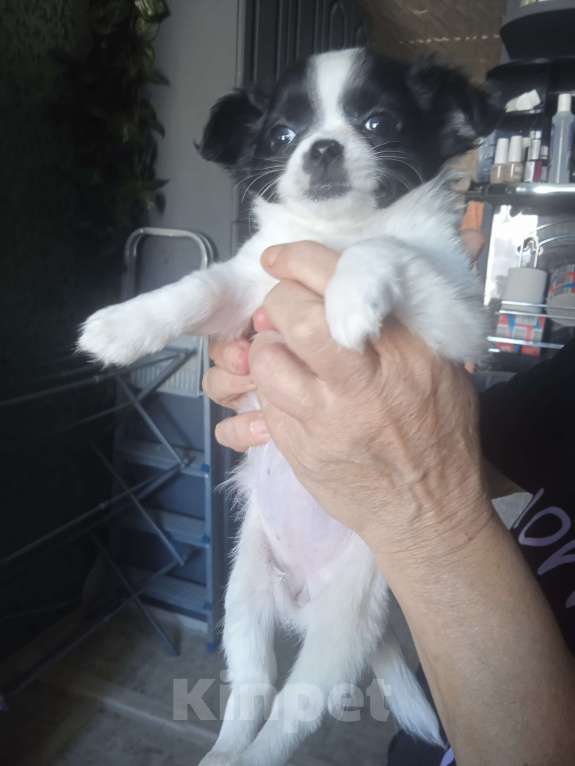 Собаки в Санкт-Петербурге: Чихуахуа мини Разнополые, 25 000 руб. - фото 3