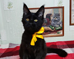 Кошки в Казани: Котята мейн-кун Разнополые, 20 000 руб. - фото 4