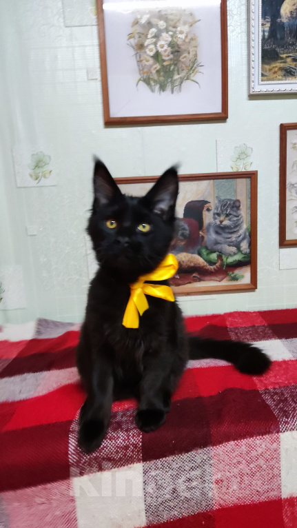 Кошки в Казани: Котята мейн-кун Разнополые, 20 000 руб. - фото 4