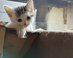 Кошки в Калуге: Котенок Мальчик, Бесплатно - фото 1
