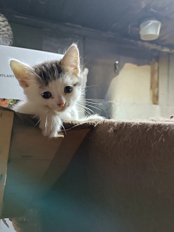 Котенок