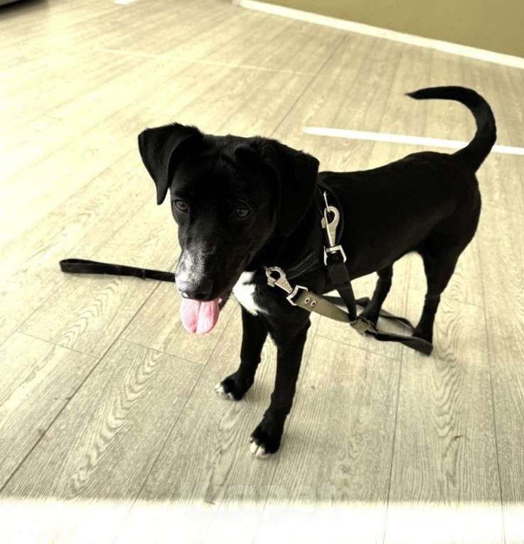 Собаки в Москве: Щенок бесплатно в Москве Мальчик, Бесплатно - фото 5