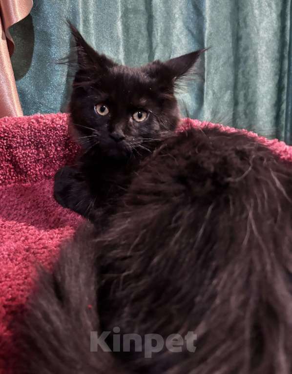 Кошки в Санкт-Петербурге: Необычайно милейшая девочка Девочка, 40 000 руб. - фото 2