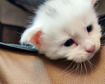 Кошки в Севастополе: Мэйн-кун полидакт котенок Мальчик, 35 000 руб. - фото 4