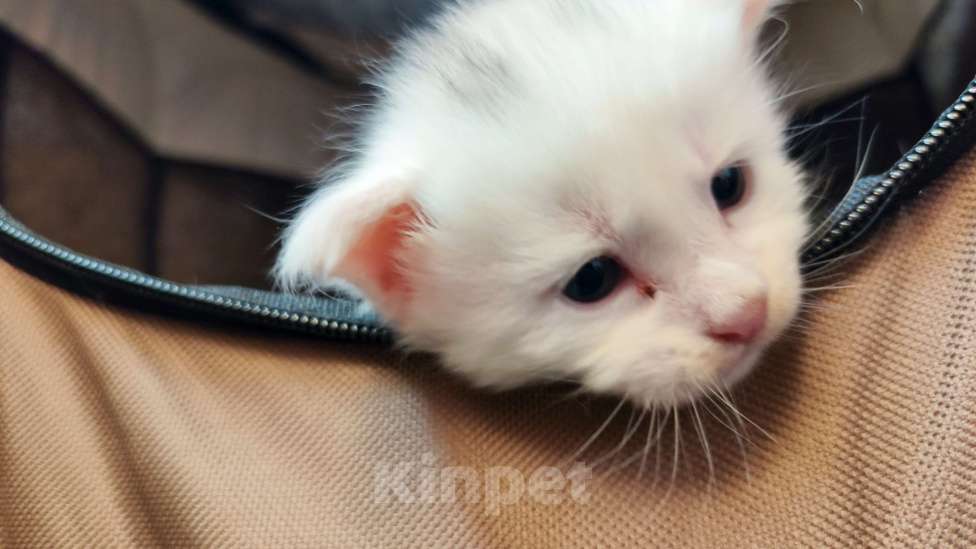 Кошки в Севастополе: Мэйн-кун полидакт котенок Мальчик, 35 000 руб. - фото 4