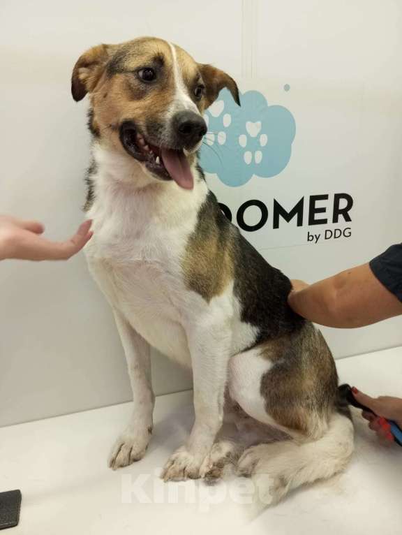 Собаки в Санкт-Петербурге: Отдам собаку бесплатнор Мальчик, Бесплатно - фото 8