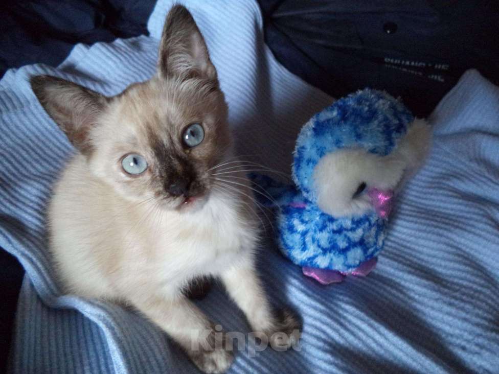 Кошки в Рыбинске: Тайский котенок окраса блу-пойнт, 7 000 руб. - фото 1