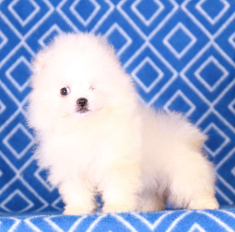 Собаки в Москве: мальтипом девочка Девочка, 15 000 руб. - фото 6