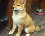 Собаки в Красноярске: Сиба-ину, щенок Мальчик, 50 000 руб. - фото 3