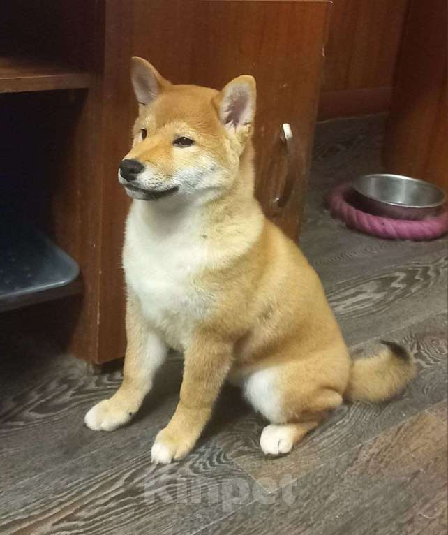 Собаки в Красноярске: Сиба-ину, щенок Мальчик, 50 000 руб. - фото 3