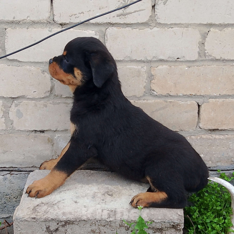 Собаки в Челябинске:  малыши ротвейлера Мальчик, 50 000 руб. - фото 1