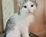 Кошки в Королеве: Котенок мальчик 2 месяца Мальчик, Бесплатно - фото 1