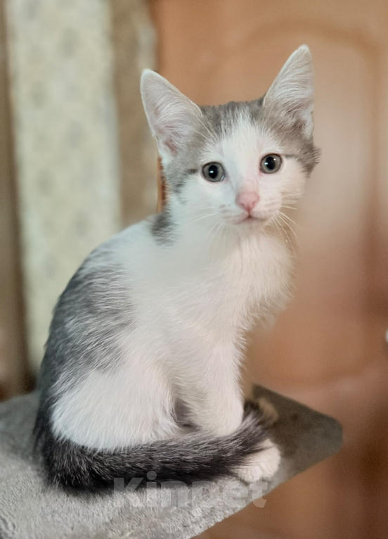 Кошки в Королеве: Котенок мальчик 2 месяца Мальчик, Бесплатно - фото 1
