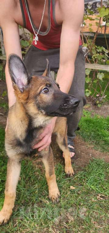 Собаки в Ореховом-Зуево: Продажа щенков Мальчик, 50 000 руб. - фото 6