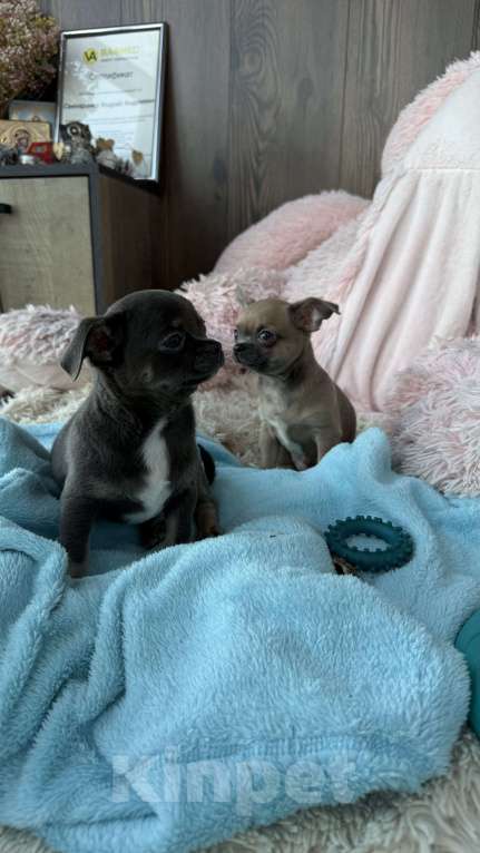 Собаки в Томске: Щенок чихуахуа мальчик г/ш Мальчик, 35 000 руб. - фото 4