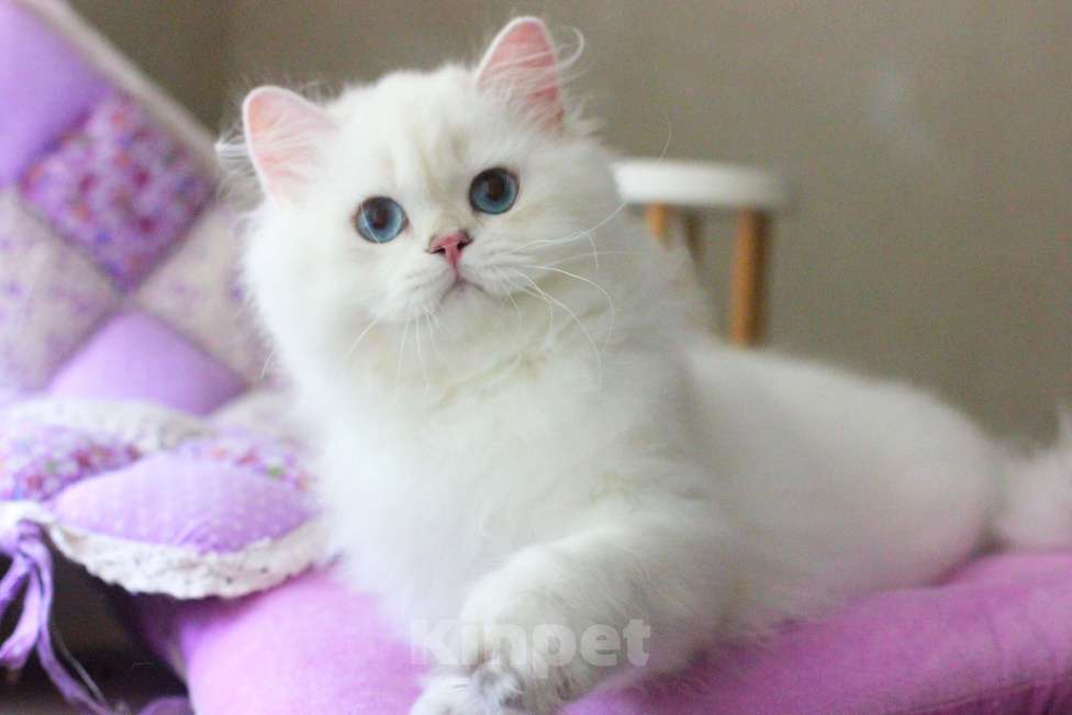 Кошки в Москве: Серебристая шиншилла с синими глазами мальчик Мальчик, Бесплатно - фото 2