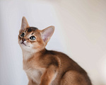 Кошки в Орле: Абиссинские котята Девочка, 25 000 руб. - фото 1