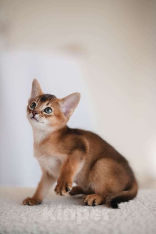Кошки в Орле: Абиссинские котята Девочка, 25 000 руб. - фото 1