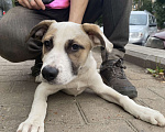 Собаки в Уфе: найдена потерянная собака, потерялась собака Мальчик, Бесплатно - фото 3