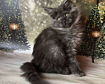 Кошки в Санкт-Петербурге: Кошечка мейн кун чёрная дымная Девочка, 35 000 руб. - фото 6