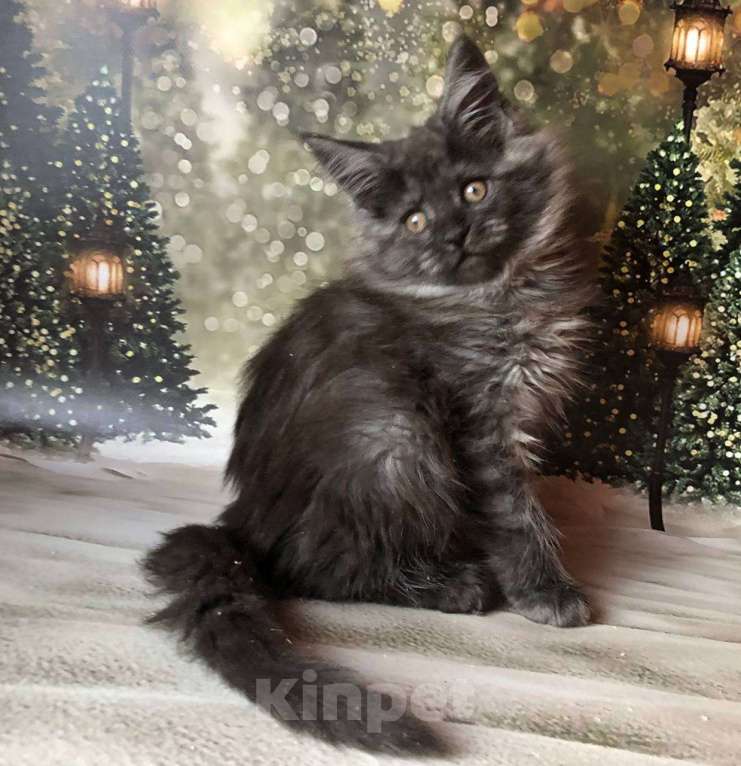 Кошки в Санкт-Петербурге: Кошечка мейн кун чёрная дымная Девочка, 35 000 руб. - фото 6