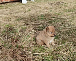 Собаки в других городах Тверской области: продам щенка Мальчик, 23 000 руб. - фото 3