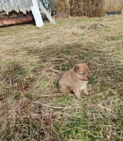 Собаки в других городах Тверской области: продам щенка Мальчик, 23 000 руб. - фото 3