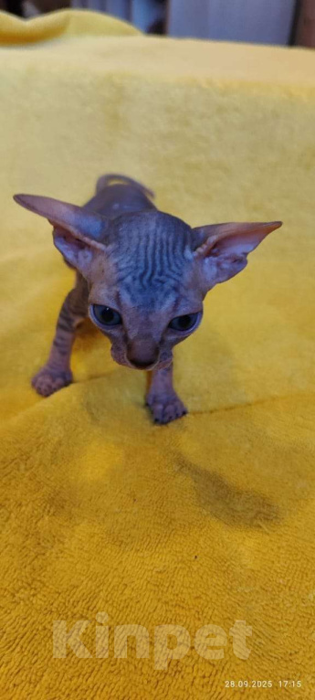 Кошки в Москве: Мистический котёнок канадского сфинкса Мальчик, 50 000 руб. - фото 2