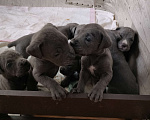 Собаки в Ульяновске: Продам щенков Кане Корсо.  Девочка, 25 000 руб. - фото 2