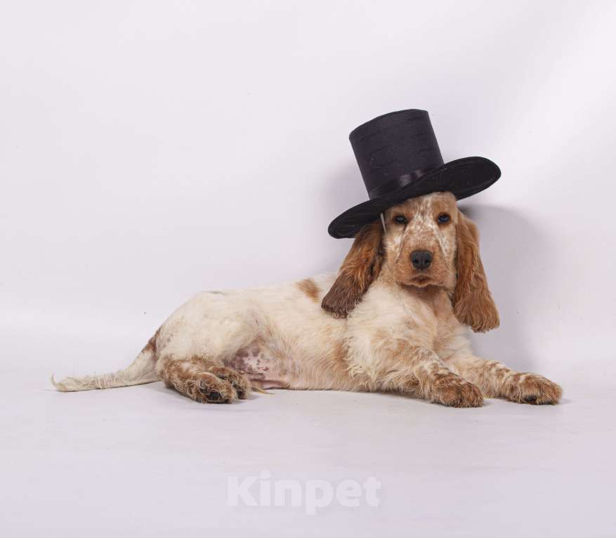 Собаки в Солнечногорске: Щенки Английского кокер-спаниеля Мальчик, 60 000 руб. - фото 1