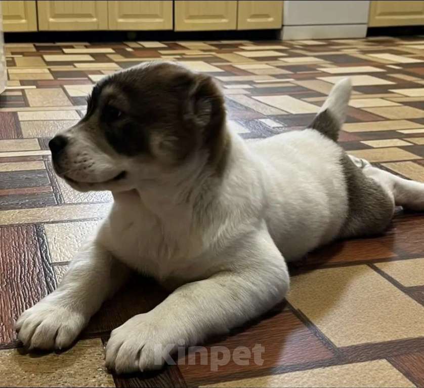Собаки в других городах Нижегородской области: Щенок среднеазиатской овчарки ищет дом! Девочка, Бесплатно - фото 7