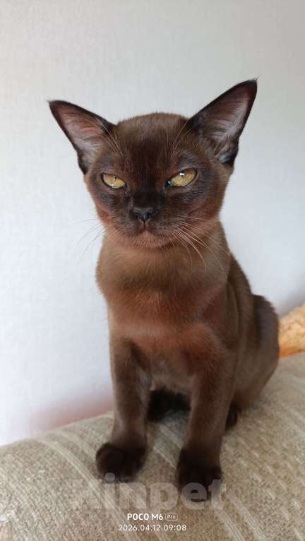 Кошки в Белгороде: Бурманская оболиная кошечка Девочка, 70 000 руб. - фото 2