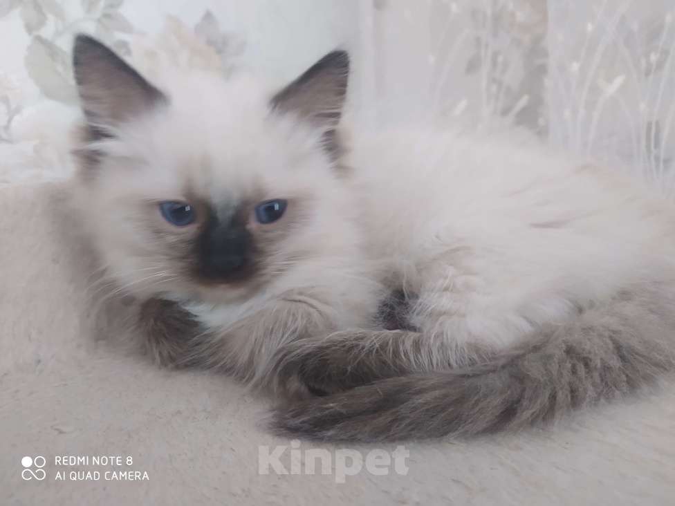 Кошки в Барнауле: Продажа котят породы Регдолл Мальчик, 50 000 руб. - фото 4