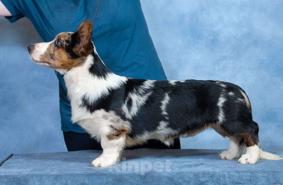 Собаки в Москве: Вельш корги щенок Мальчик, 110 000 руб. - фото 3