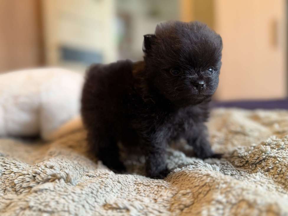 Собаки в других городах Московской области: Мини шпиц Мальчик, 70 000 руб. - фото 2