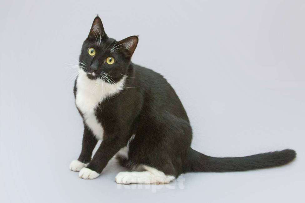 Кошки в Москве: Кот Антошка ищет свою семью.  Мальчик, Бесплатно - фото 4