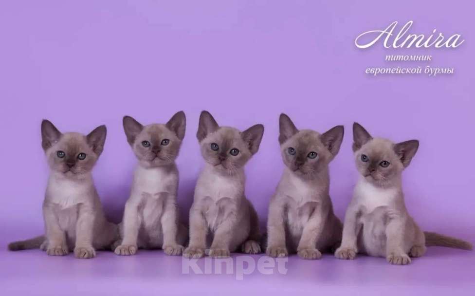 Кошки в Саратове: Котята бурманской породы шоколадного окраса Девочка, 80 000 руб. - фото 1